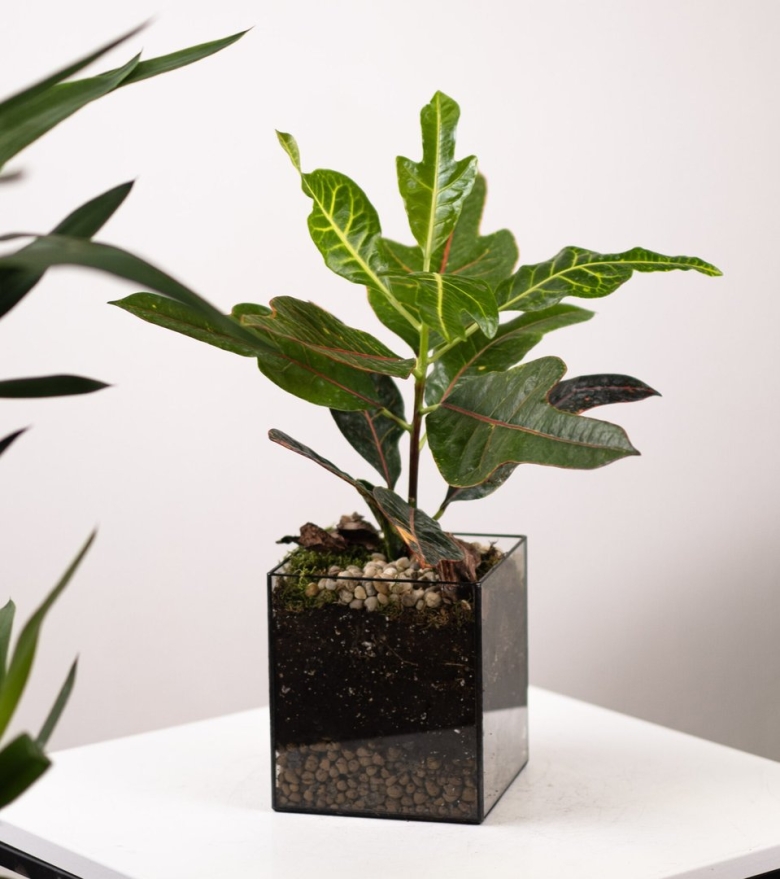 Кодиеум кротон