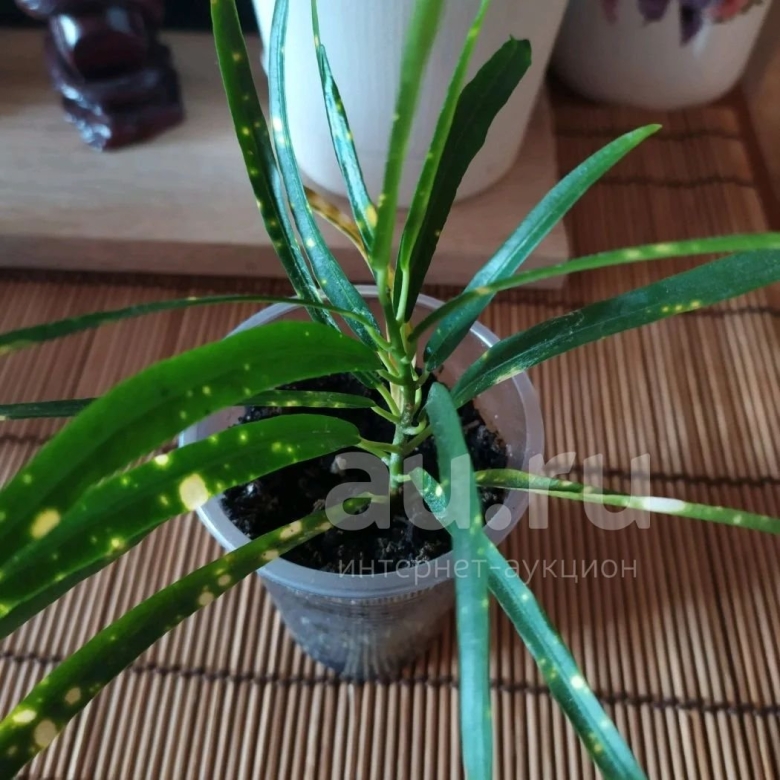 Кротон комнатное растение