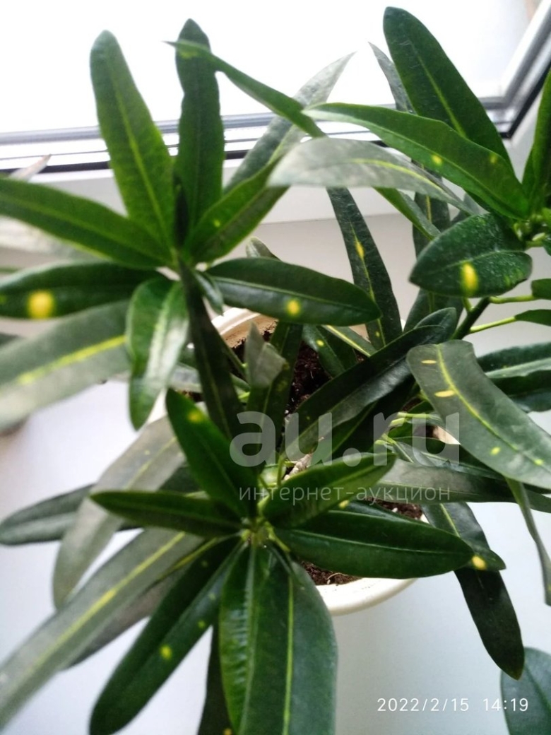 Кротон санни стар