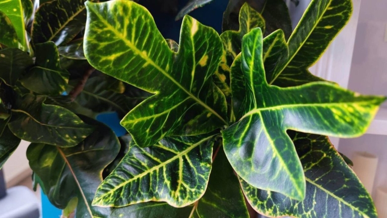 Лист кротона