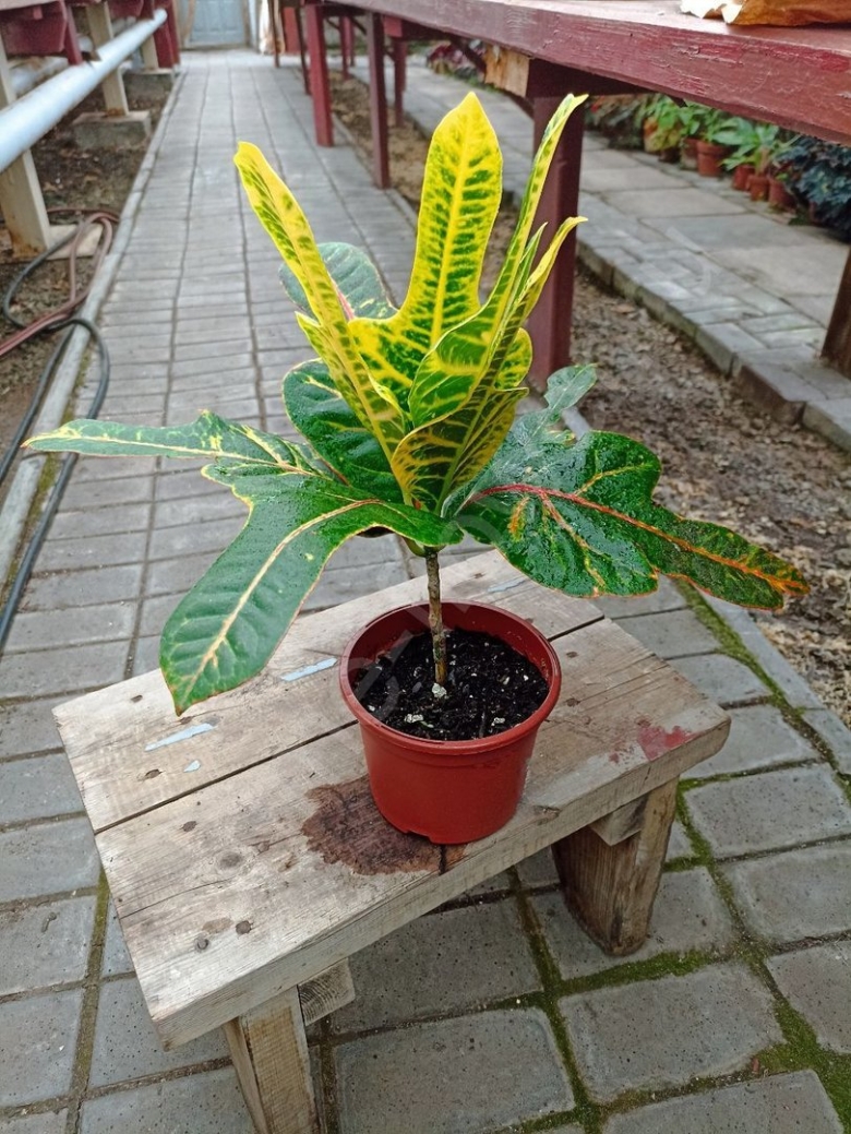 Фикус Пикси фото описание