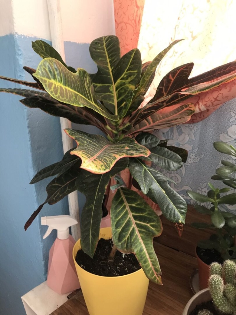 Кратон цветок комнатный