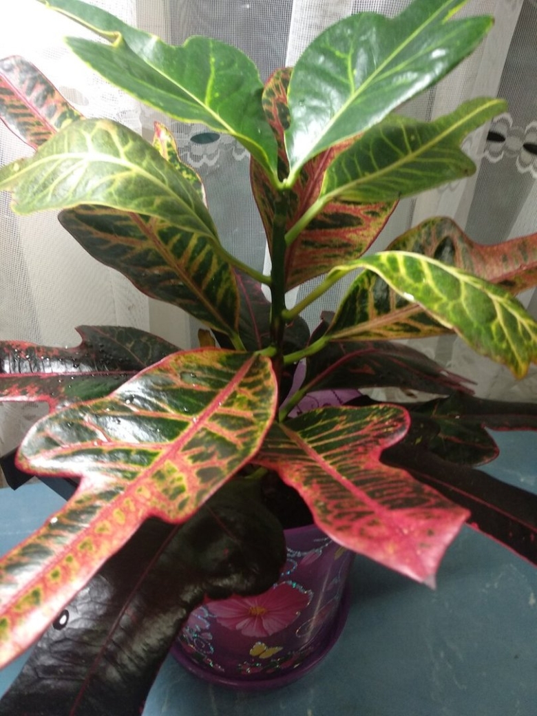 Кодиеум Экселент цветок