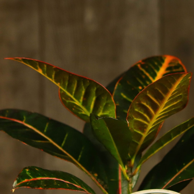 Кодиеум кротон узколистный