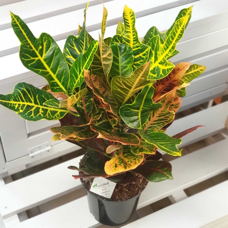 Кротон кодиеум экселент