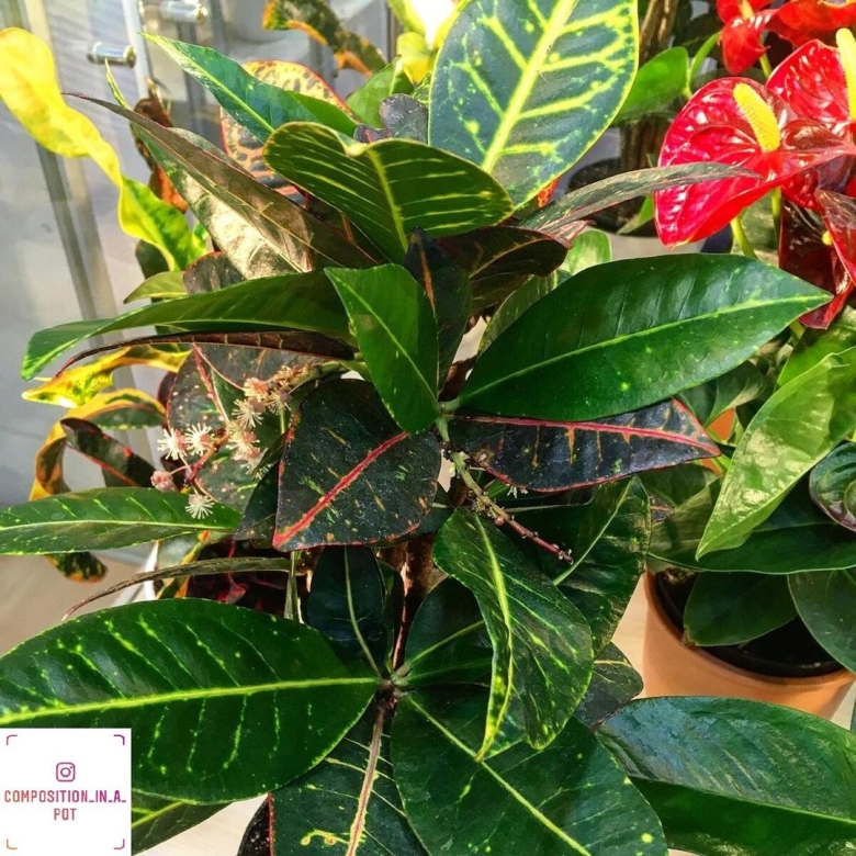 Кротон кодиеум растение