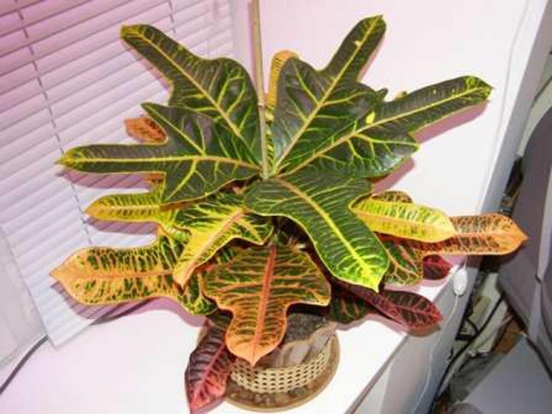 Кротон Кодиеум Экселент