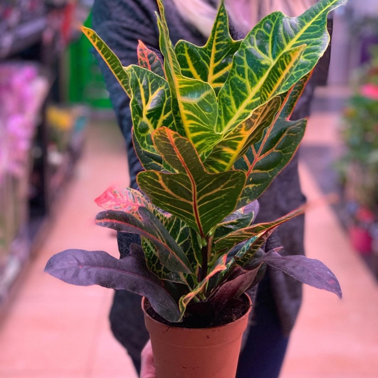 Кодиум цветок