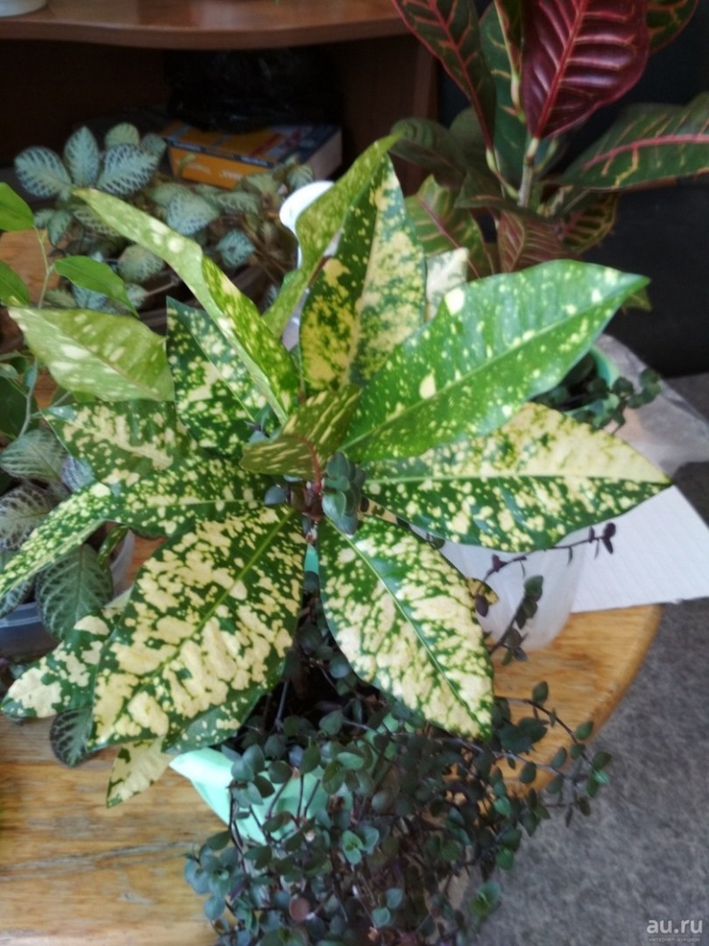 Кротон Голден Кинг