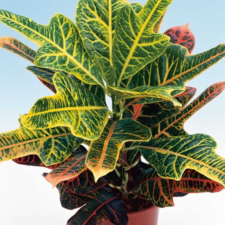 Кодиеум экселент