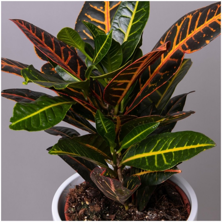 Кодиеум петра