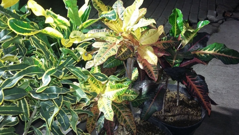 Кротон голден кинг