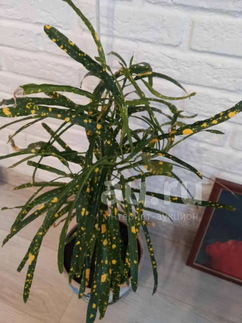 Кодиеум кротон узколистный