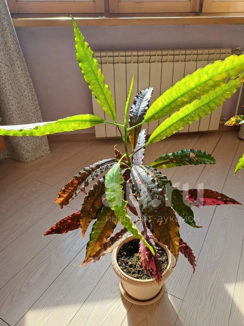 Кротон узколистный