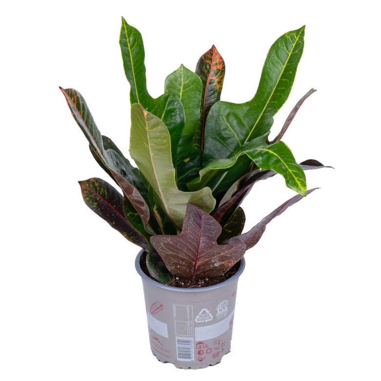 Кодиеум экселент цветок