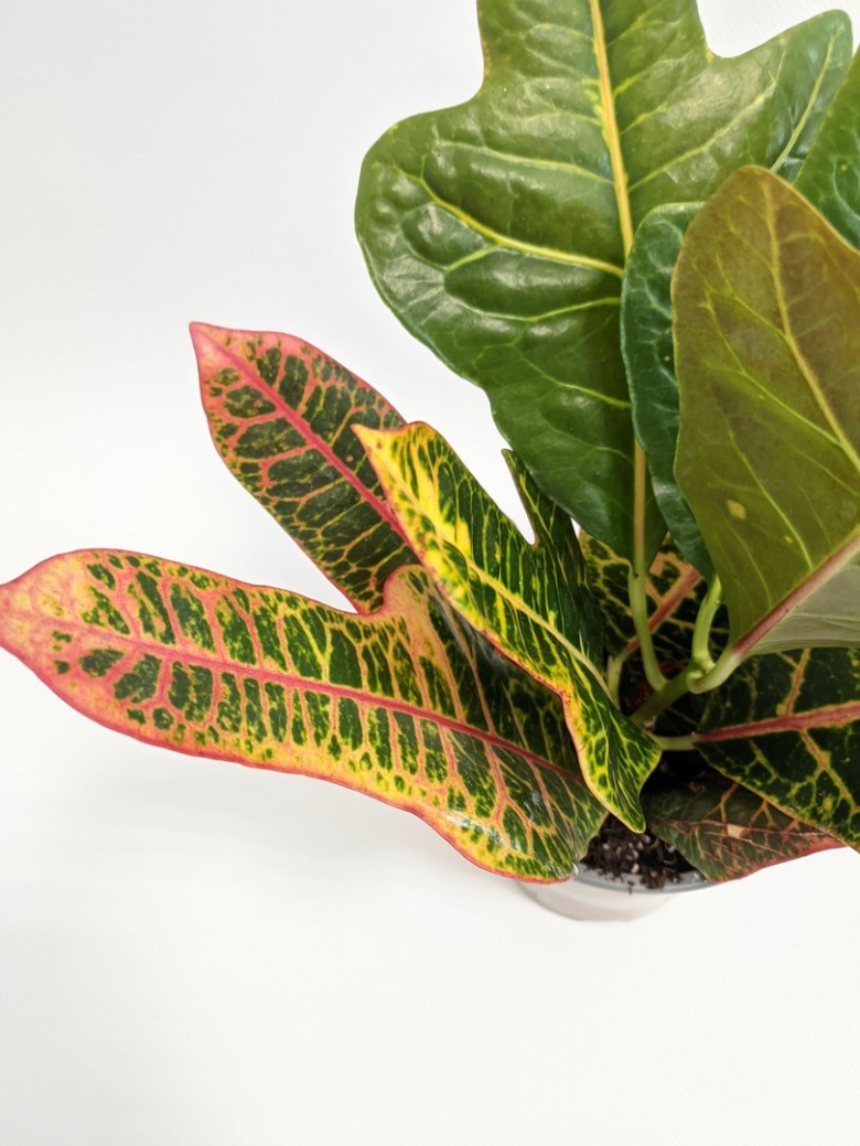 Кодиеум цветок комнатный