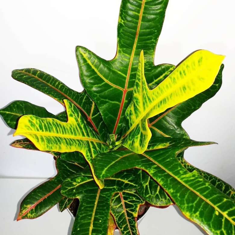 Кротон экселент