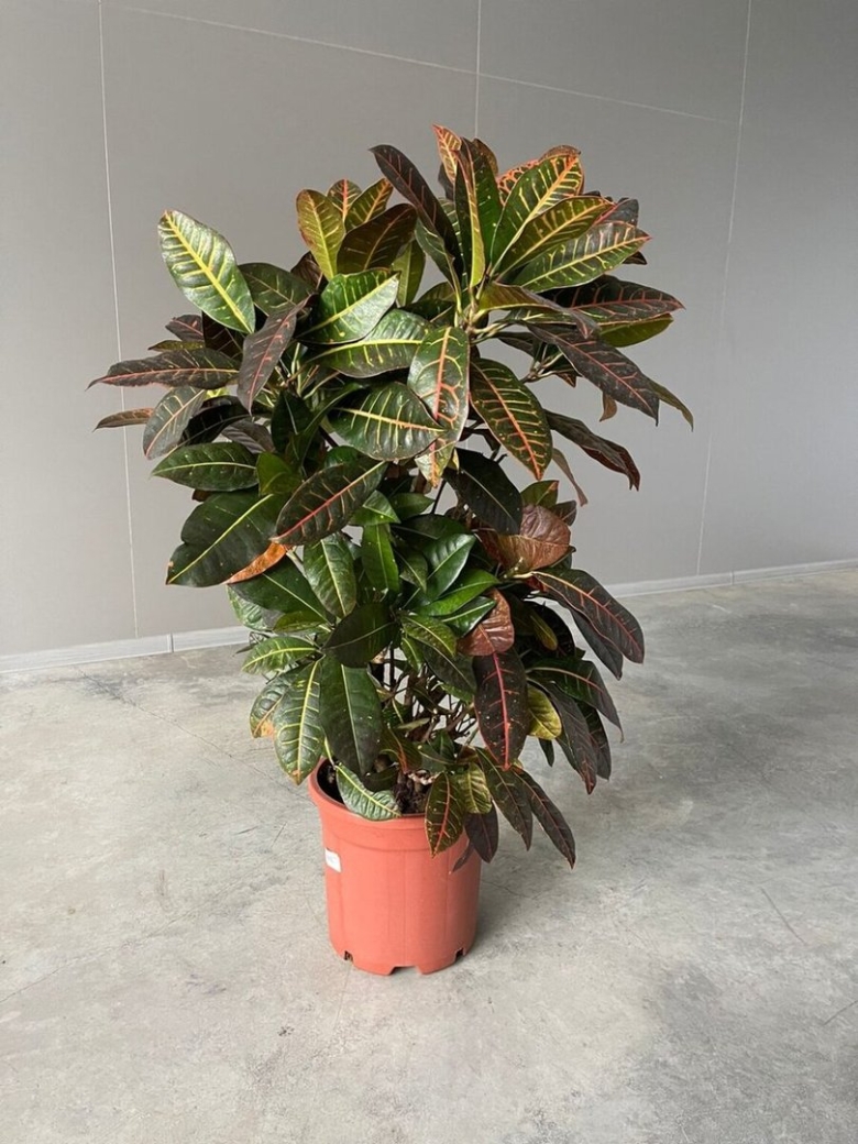 Кротон Пиктуратум