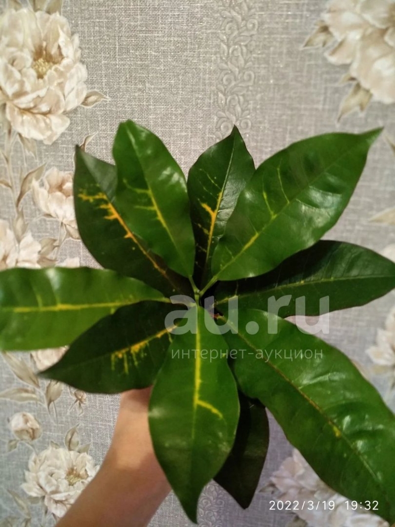 Растение кодиеум