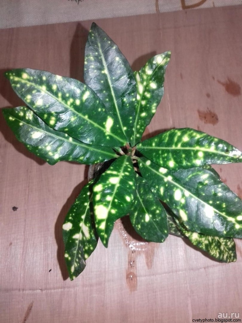 Кодиеум Кратон пятнистый