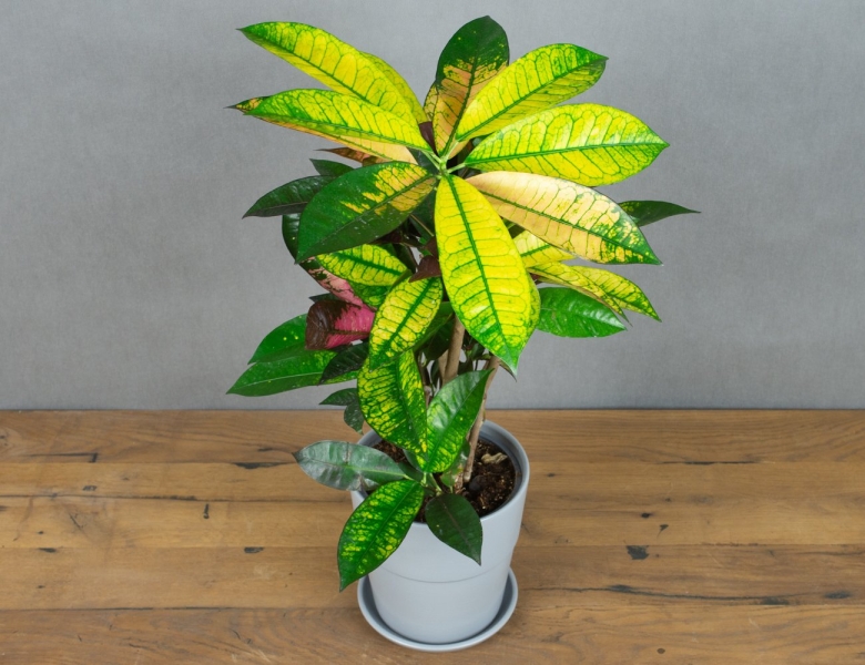 Кодиеум миссис Айстон