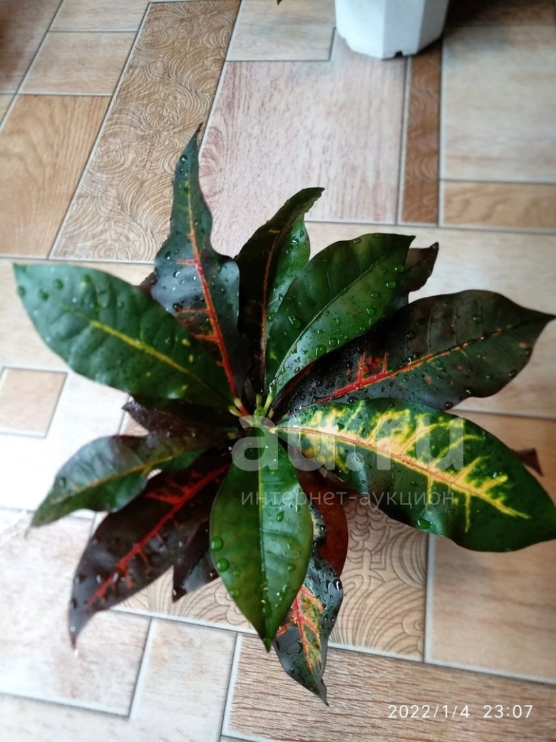 Кротон зулу