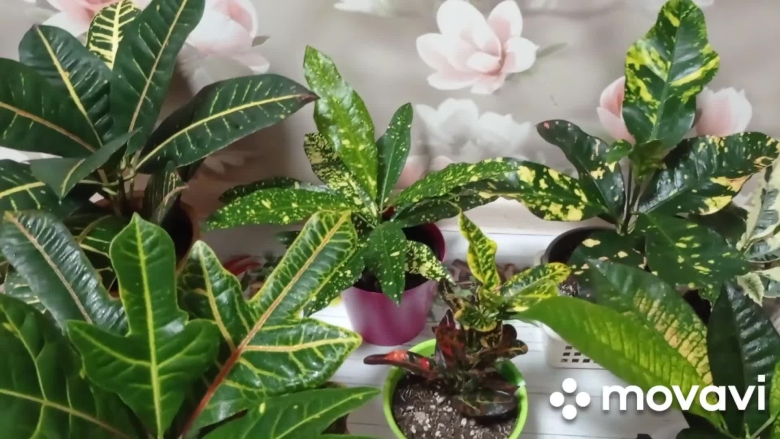 Кротон лировидный