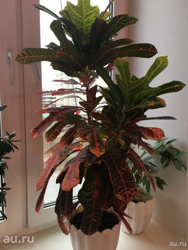 Кратон лировидный