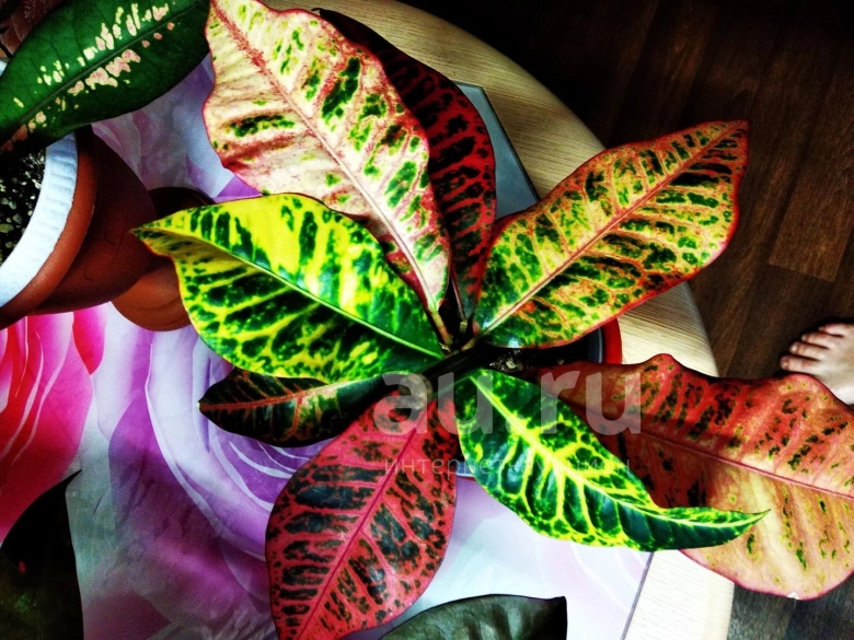 Кротон кодиеум тамара