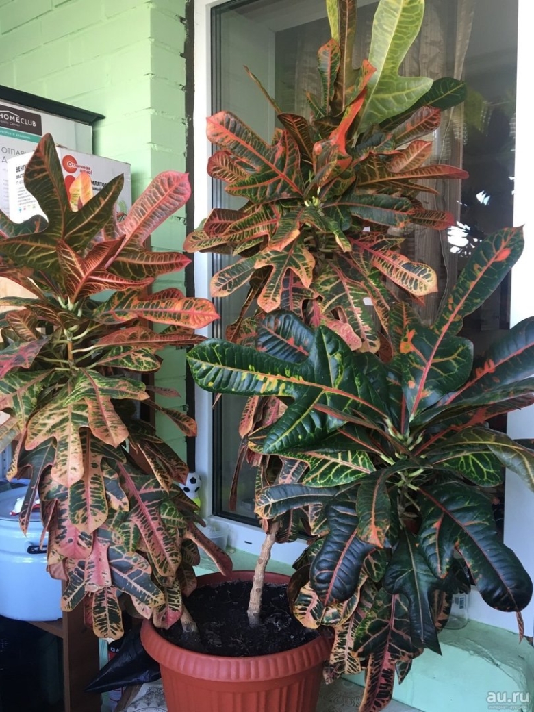 Кротон лировидный