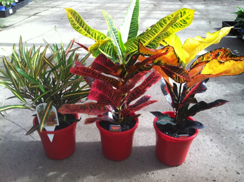 Кодиеум браво