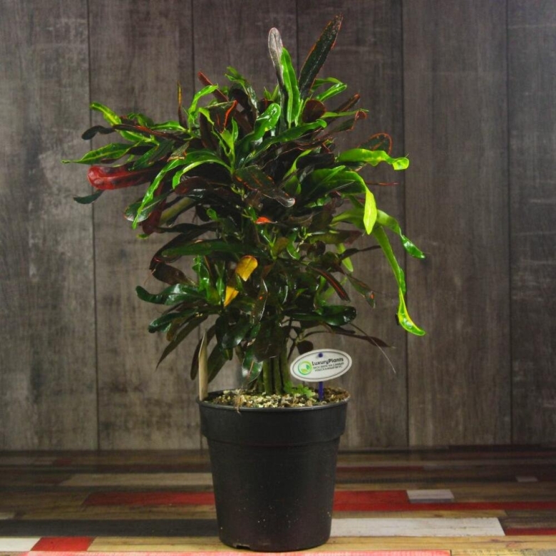 Кодиеум Голд Стар