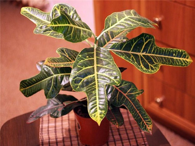 Кодиеум кратон