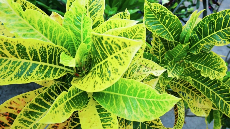 Кротон растение молочайные