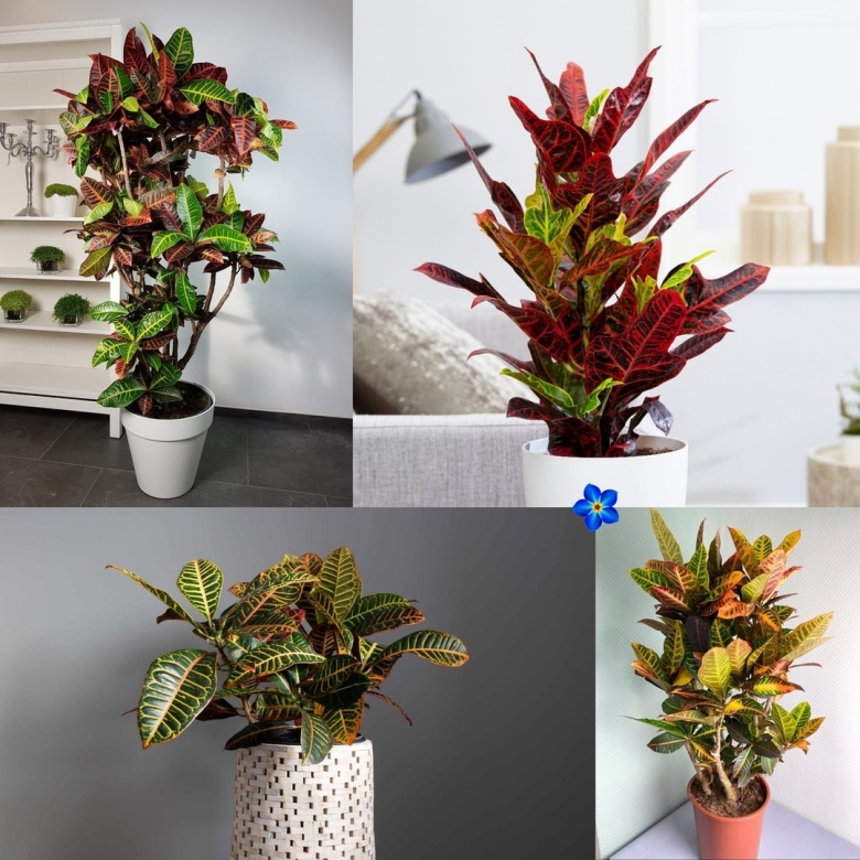 Кротон кодиеум экселент