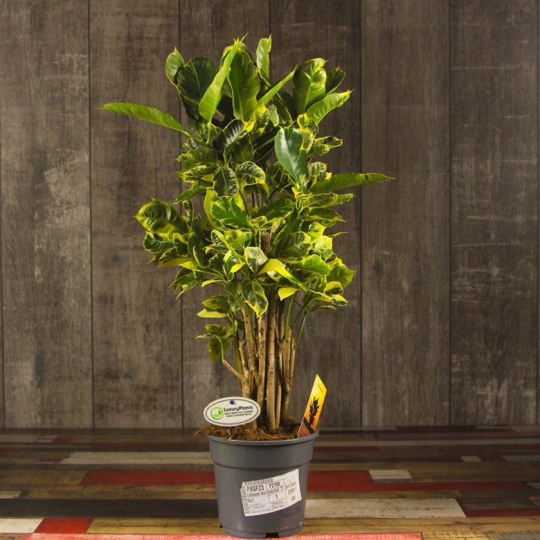 Кодиеум тамара вертакт