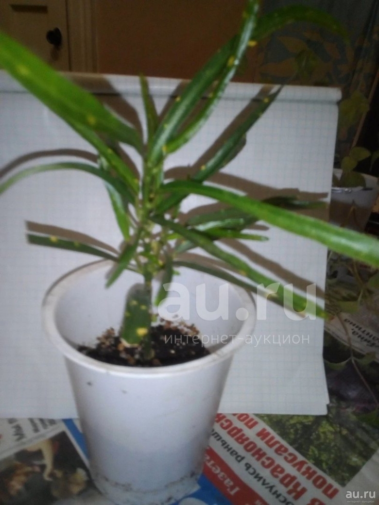 Кротон пиктум спот узколистный