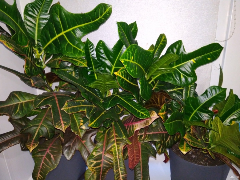 Кротон мужегон