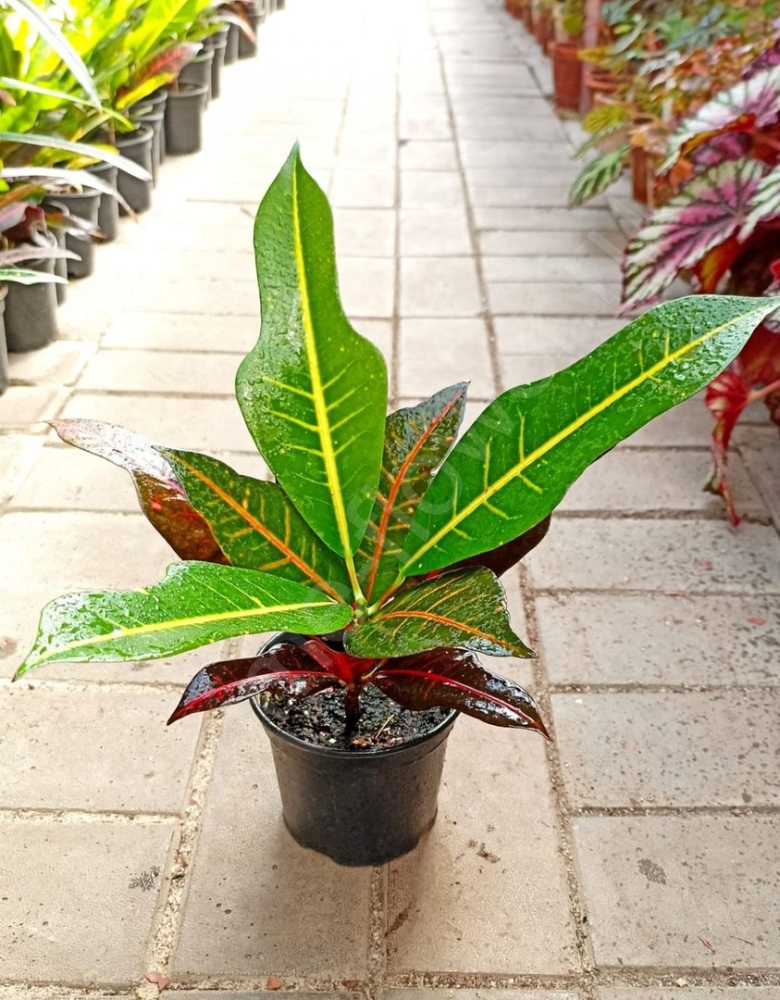 Кротон санхеция