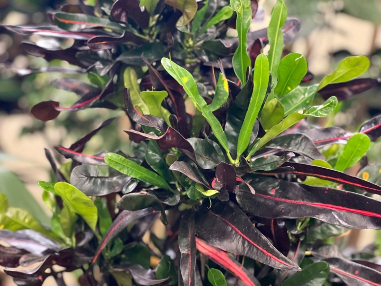 Кротон разновидности