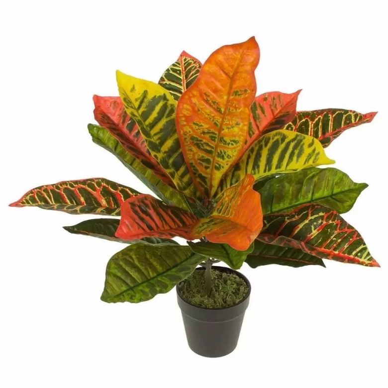 Кодиеум миссис айстон