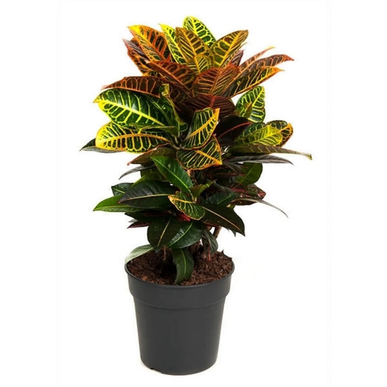 Кодиеум петра d30