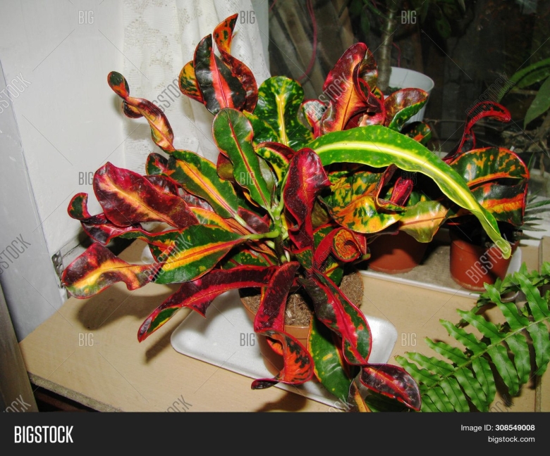 Кодиеум кротон пестрый