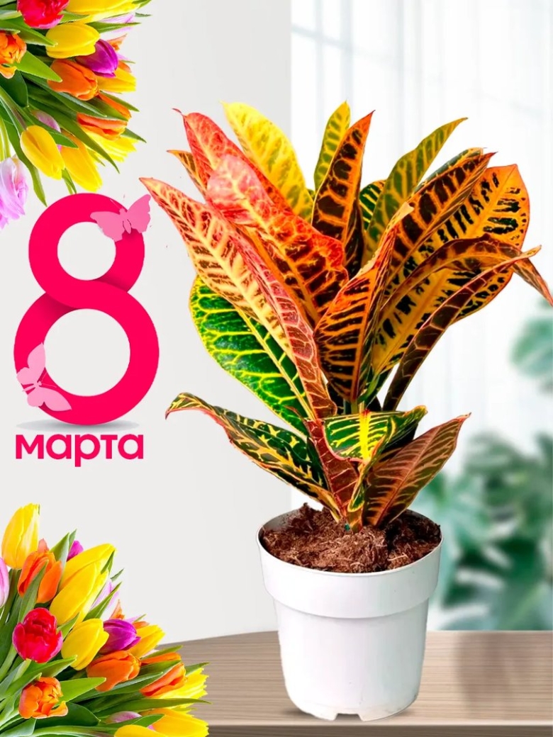 Кодиеум кротон пестрый