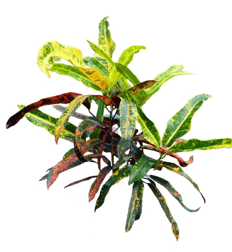 Кротон кодиеум гуаябо