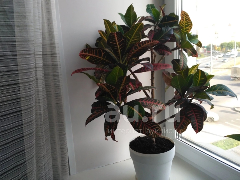 Цветок кодиеум