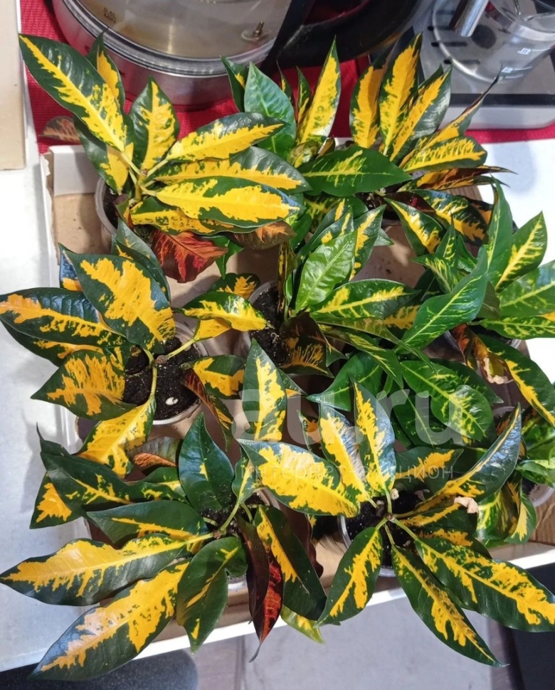 Кротон зулу