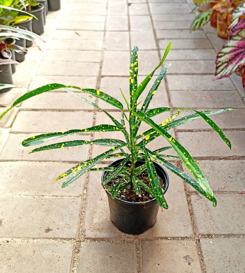 Кротон санхеция