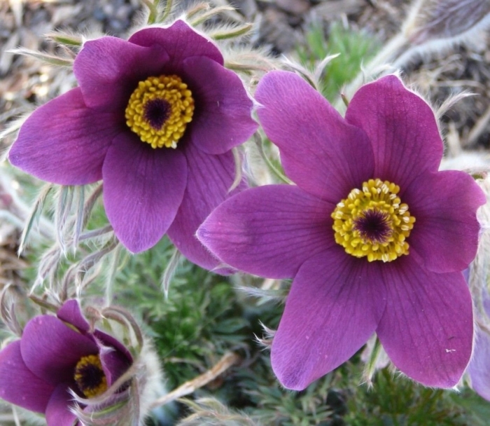 Anemone pulsatilla цветок