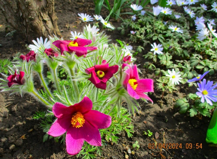 Прострел весенний